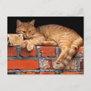 Postal Gato en la pared de ladrillo