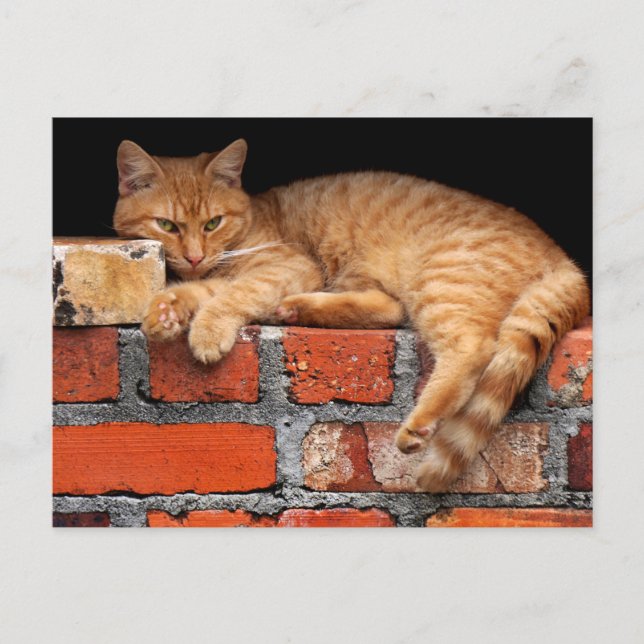 Postal Gato en la pared de ladrillo (Anverso)