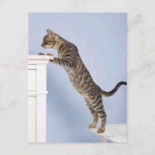 Postal Gato en la silla, Dusseldorf, Norte