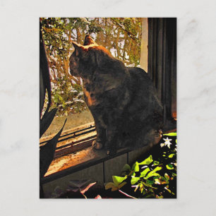 Postal Gato en la ventana