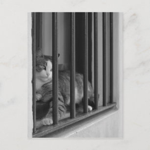 Postal Gato en la ventana