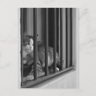 Postal Gato en la ventana