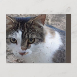 Postal Gato en la ventana