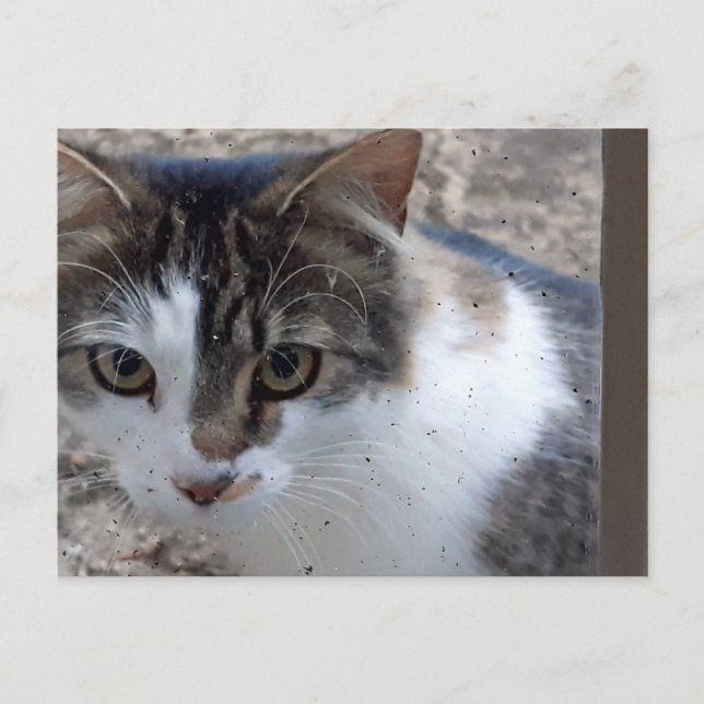 Postal Gato en la ventana (Anverso)