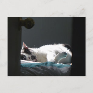 Postal Gato en Mancha de Sol No Molestar
