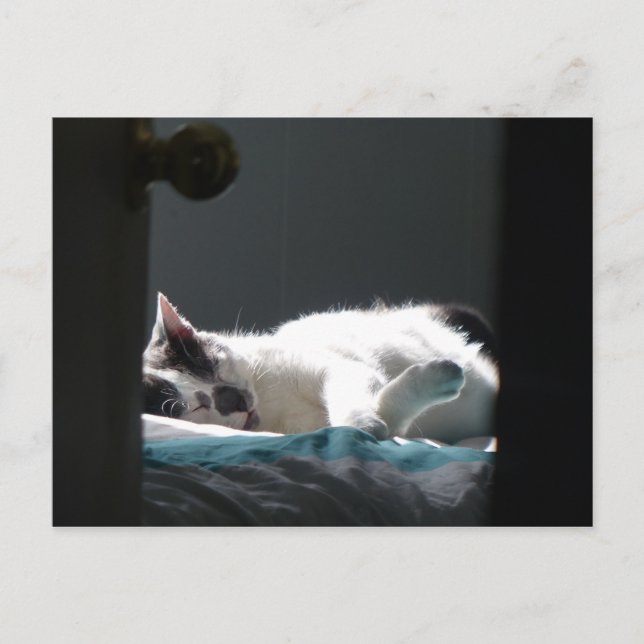 Postal Gato en Mancha de Sol No Molestar (Anverso)