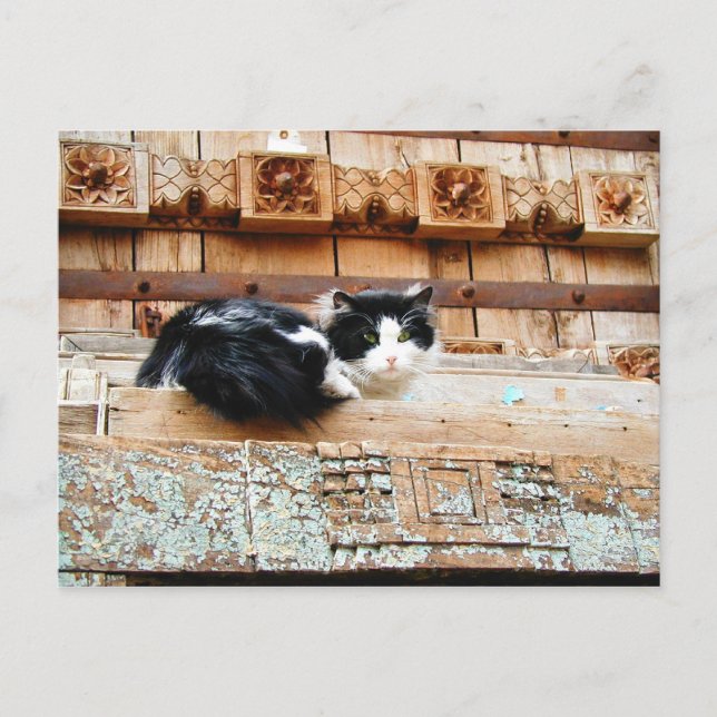 Postal Gato en Nuevo México (Anverso)