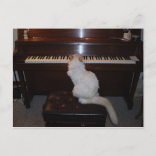 Postal Gato en piano