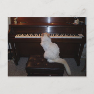 Postal Gato en piano