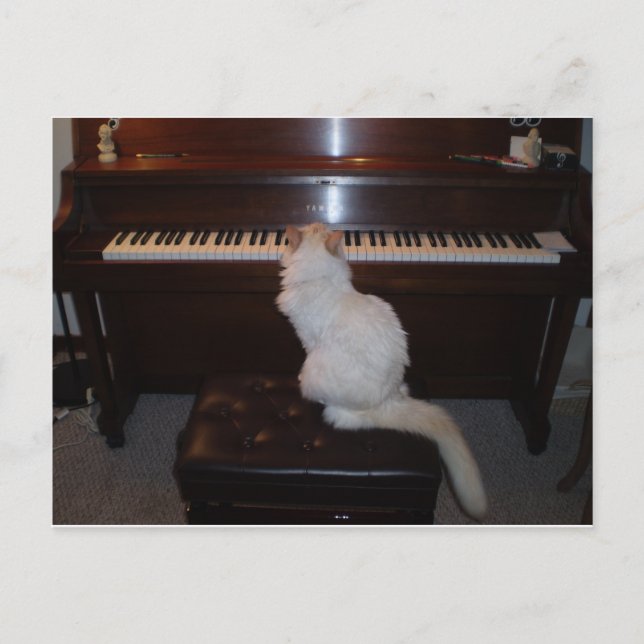 Postal Gato en piano (Anverso)