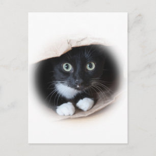 Postal Gato en una bolsa