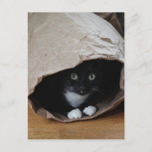 Postal Gato en una bolsa 2