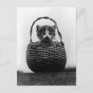 Postal Gato en una foto vintage de cesta