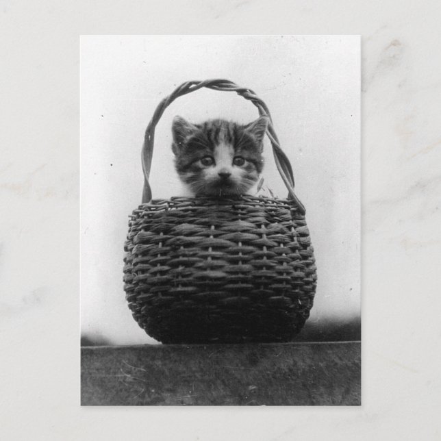 Postal Gato en una foto vintage de cesta (Anverso)