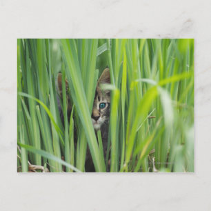 Postal Gato escondido en la hierba