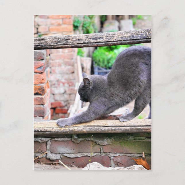 Postal Gato estirándose (Anverso)