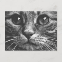 Gato Face Ojos Negro Y Blanco Cortado Foto