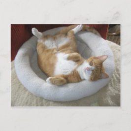 Postal Gato feliz
