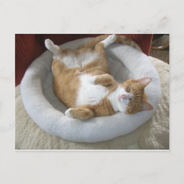 Postal Gato feliz (Anverso)