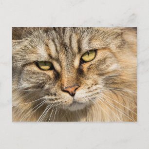 Postal Gato forestal noruego