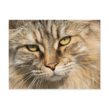 Gato forestal noruego