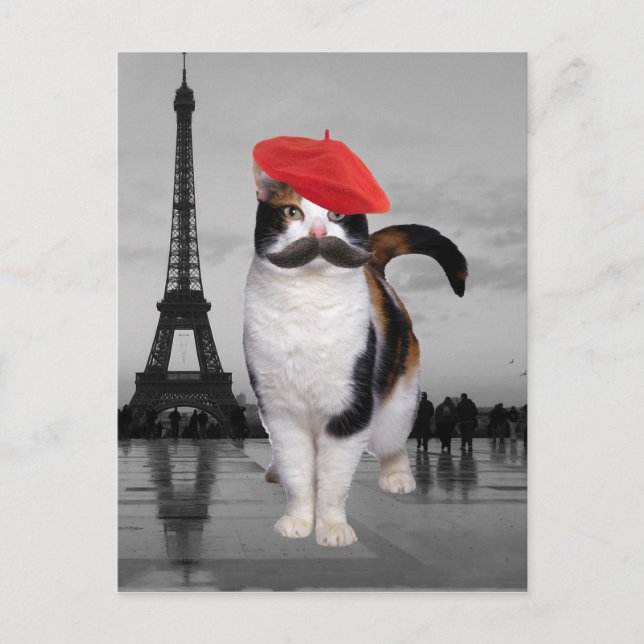 Postal Gato francés en París (Anverso)
