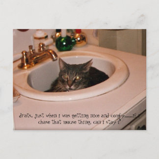 Postal gato fresco de verano