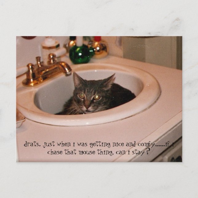 Postal gato fresco de verano (Anverso)