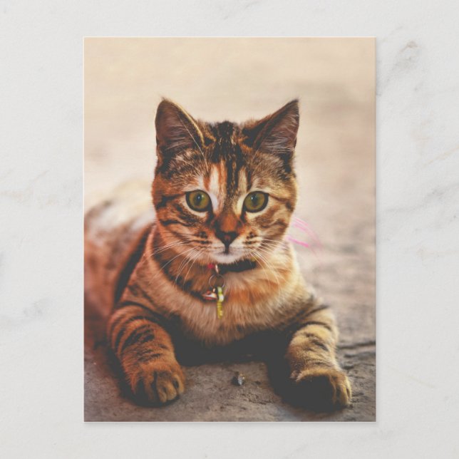 Postal Gato Gatito Gatito Gatito Gatito Mascota (Anverso)