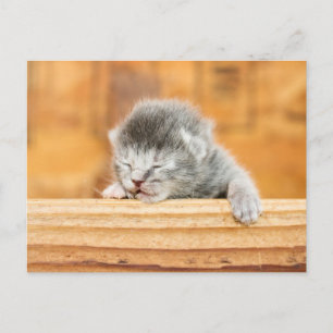 Postal Gato gatito gatito recién nacido gatito