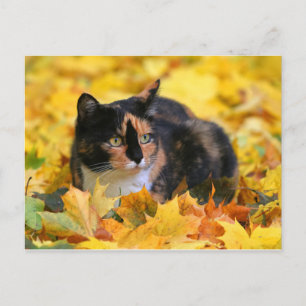 Postal Gato Gato de la suerte tricolor carey en otoño
