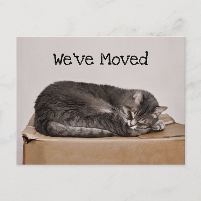 Postal Gato Gato Gris Ahogado En Una Caja En Movimiento (Anverso)