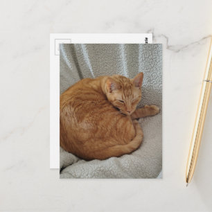 Postal Gato Gordo Dormilón Adorable