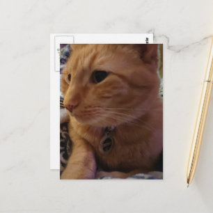 Postal Gato Gordo Dormilón Lindo