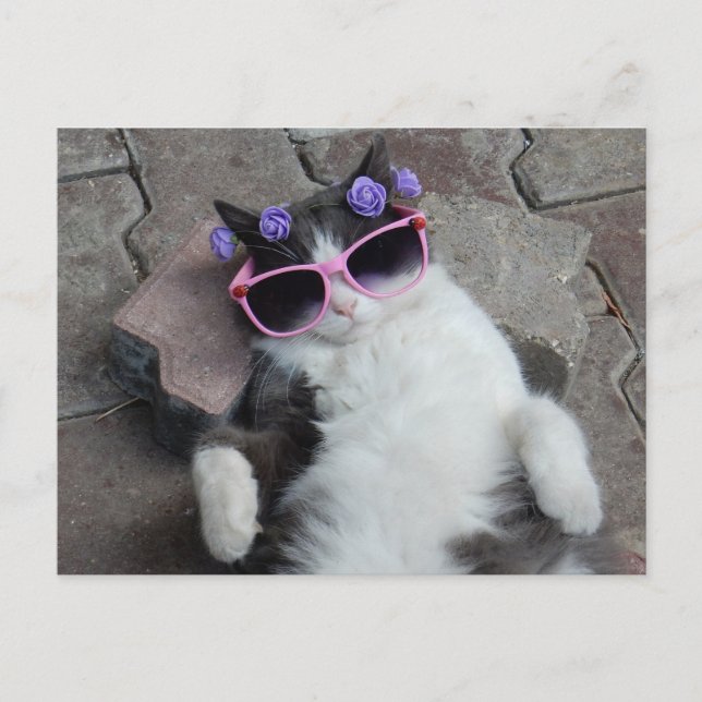 Postal Gato gracioso con gafas rosas (Anverso)