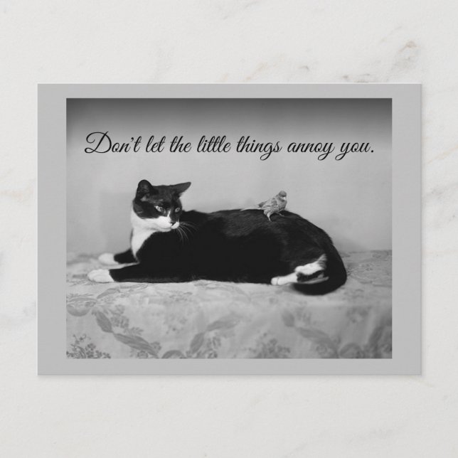 Postal Gato gracioso y parakeet fastidioso (Anverso)