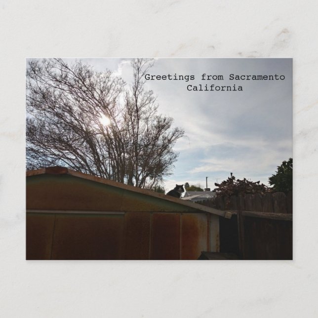 Postal Gato graso (Anverso)