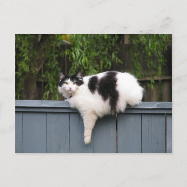 Postal Gato Graso En La cerca (Anverso)
