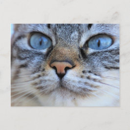Postal Gato gris
