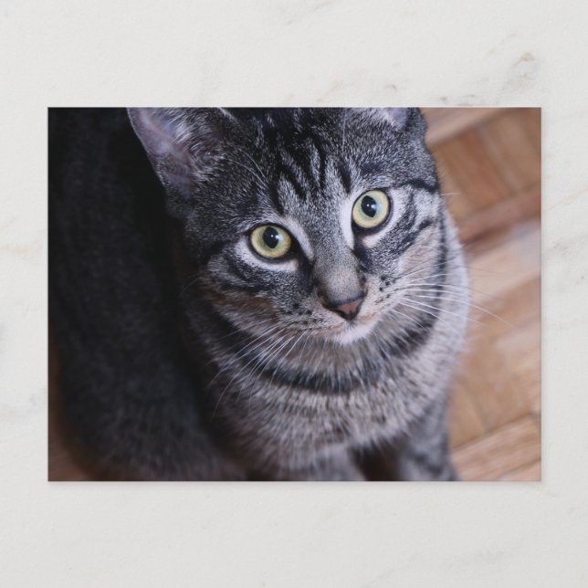 Postal Gato gris adorable (Anverso)
