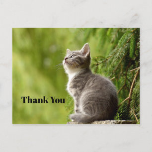 Postal Gato Gris Adorable Mirando Arriba Foto Gracias