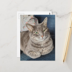 Postal Gato Gris Atigrado Adorable