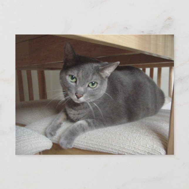 Postal Gato gris/Azul ruso (Anverso)