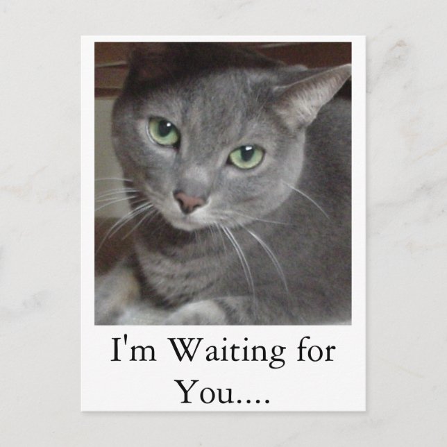 Postal Gato gris azul ruso (Anverso)