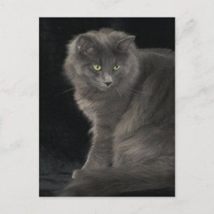 Postal Gato Gris Cabello largo Kitten azul ruso