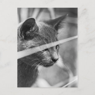 Postal Gato gris en la hierba