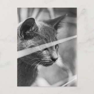 Postal Gato gris en la hierba