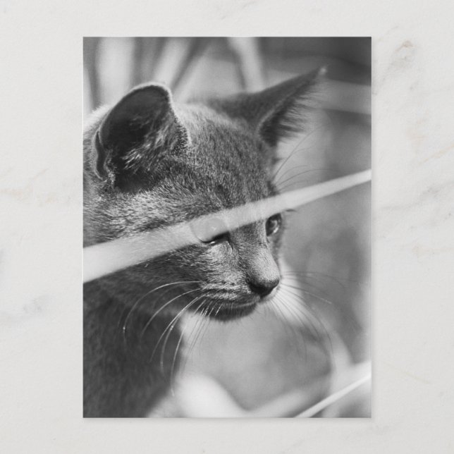 Postal Gato gris en la hierba (Anverso)