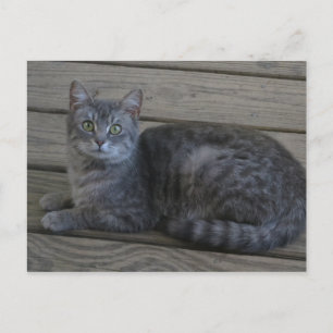 Postal Gato gris en marcha