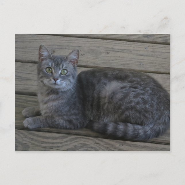 Postal Gato gris en marcha (Anverso)